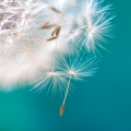 Pampeliška Taraxacum 2