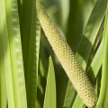 Puškvorec obecný Acorus calamus 2