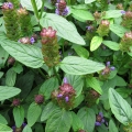 Černohlávek Prunella Vulgaris 2