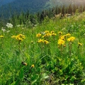 Prha Arnica montana 2