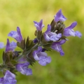 Šalvěj Salvia Officinalis 2