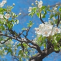 Hruškový květ Rosaceae 2