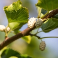 Moruše Morus Alba 2