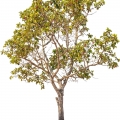 Gurjanský balzám Dipterocarpus 2