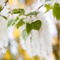 Poupata topolu Populus 2
