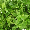 Limnophila aromatica Limnophila Aromatica 2