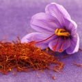 Šafrán Crocus Sativus Linneaus 2