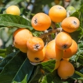 Mišpule japonská Eriobotrya Japonica 2