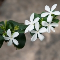 Voskovec Carissa Macrocarpa 2