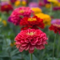 Jiřina Dahlia 2