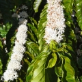 Kávový květ Coffea arabica 2