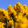 Hlodáš Ulex 2