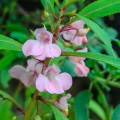 Netýkavka Impatiens 2