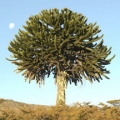 Blahočet Araucaria araucana 2