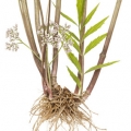 Kozlík lékařský Valeriana officinalis 2