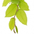 Buk Fagus 2