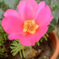 Laskavec Portulaca Grandiflora 2