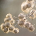 Bodlák Asteraceae 2