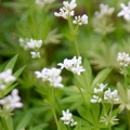 Svízel Galium Odoratum 2