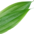 Skořicovník čínský  Cinnamomum cassia 2
