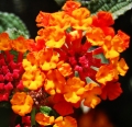 Libora Lantana Camara 2