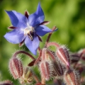 Brutnák lékařský Borago officinalis 2