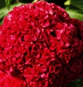 Nevadlec Celosia spicata 2