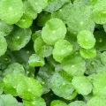 Pupečník asijský Centella Asiatica 2