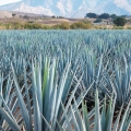 Agáve Agave tequilana 2