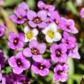 Tařinka Alyssum montanum 2