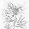 Cabreuva Myrocarpus fastigiatus 2