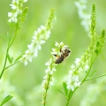 Komonice Melilotus arvensis 2