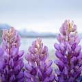 Lupina Lupinus 2
