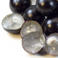 Jaboticaba Plinia cauliflora 2