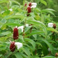 Zázvor Zingiber officinale 2