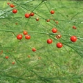 Chřest Asparagus Officinalis 2