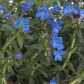 Kamejka Lithospermum 2