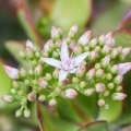 Květina Jade Crassula ovata 2