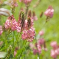 Vičenec Onobrychis 2