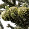 Blahočet Araucaria angustifolia 2