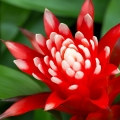 Bromélie Bromelia 2