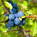 Trnka Prunus Spinosa 2