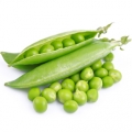 Hrášek Pisum Sativum 2