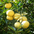 Hatkora citron Citrus Macroptera 2