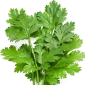 Koriandr Coriandrum sativum 2