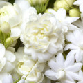 Hedione 2