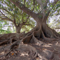 Strom belambra Phytolacca Dioica 2