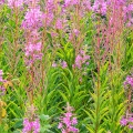 Vrbovka růžová Chamerion angustifolium 2