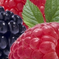 Ostružina Rubus 2