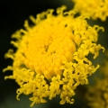 Svatolína Santolina chamaecyparissus 2